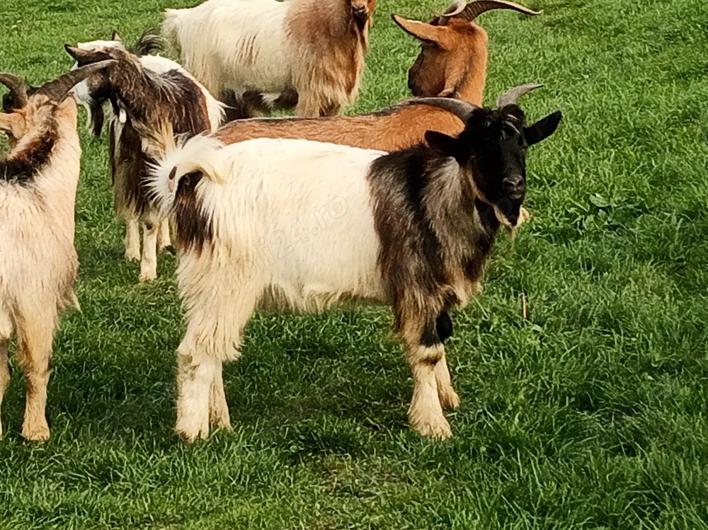 Țapi frumoși de vânzare