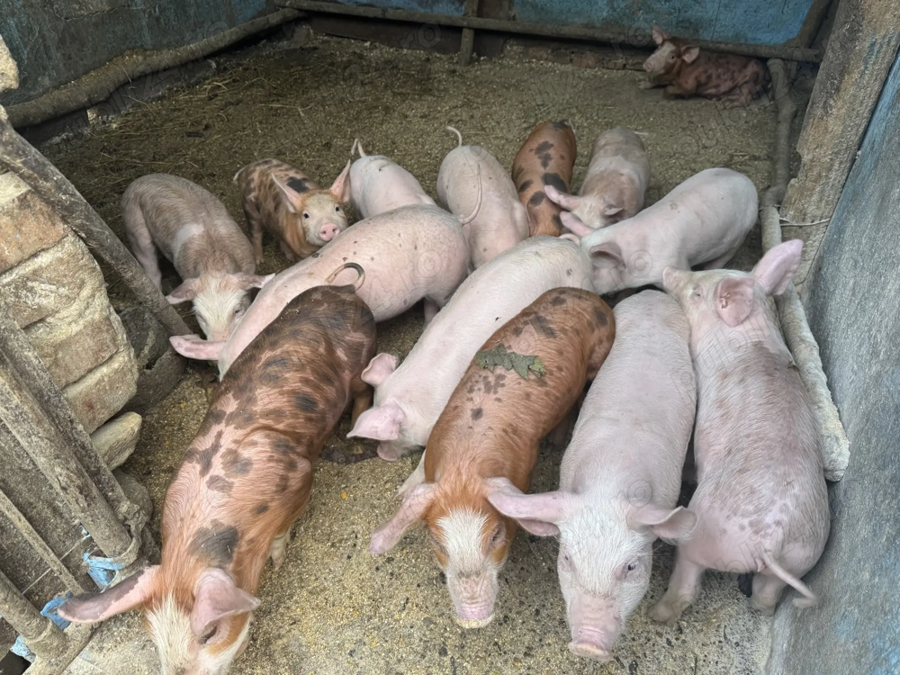 Vând purcei de 7 săptămâni 