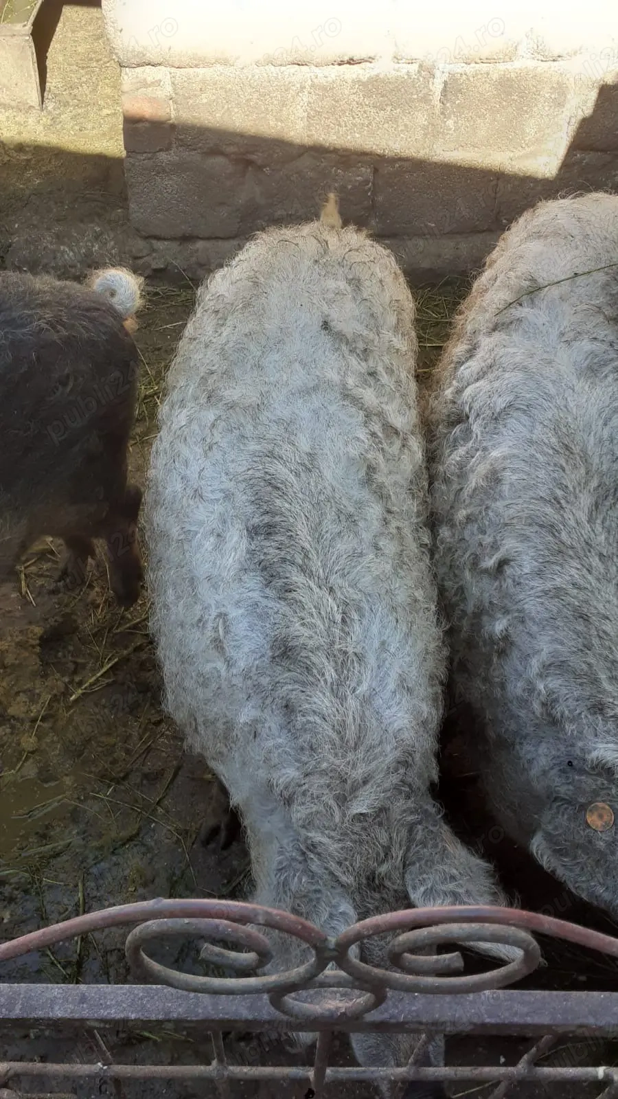 Vând porci mangaliță 