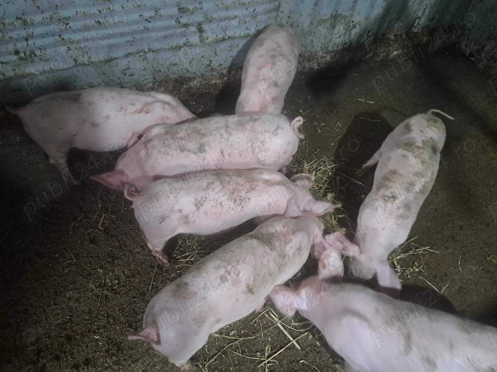 Purcei rasă de carne 3 luni 25-30 kg Purcei rasă de carne 3 luni 25-30 kg