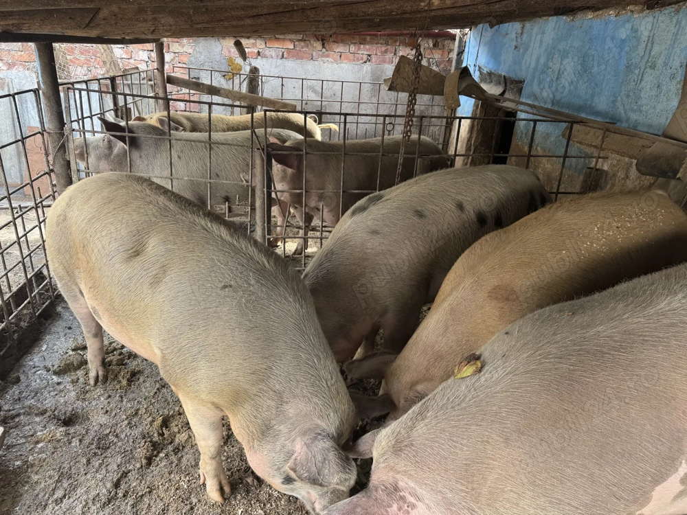 Vând porci grași, în Blaj județul Alba 