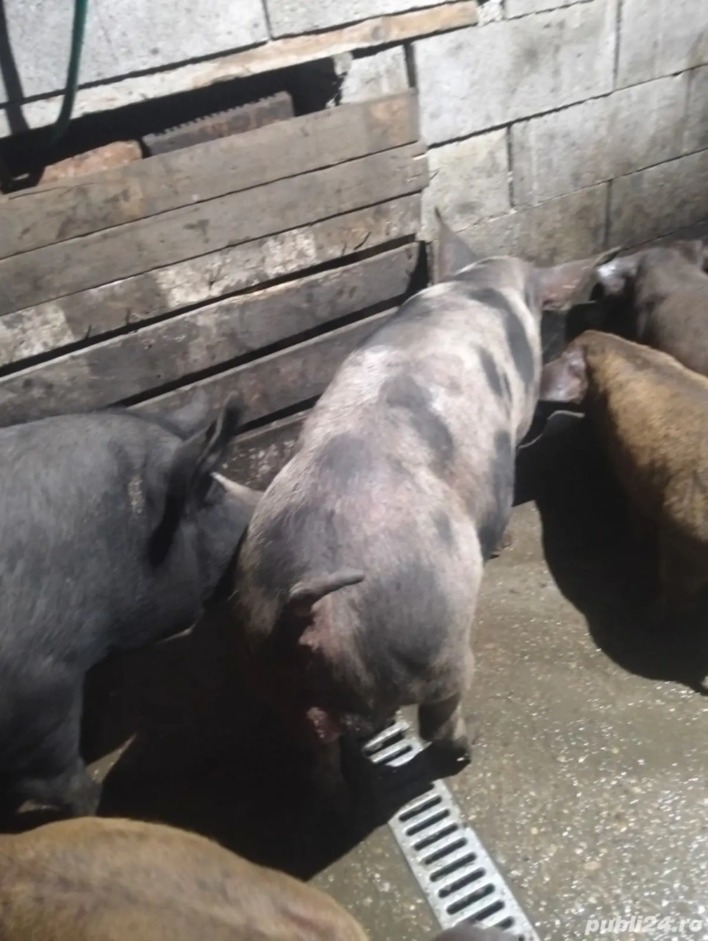 vand vier diferite rase