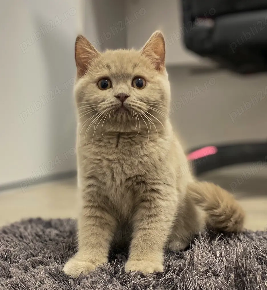 Pui british shorthair chocolate si british shorthair lilac