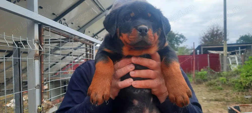 Pui Rottweiler 9 saptamani