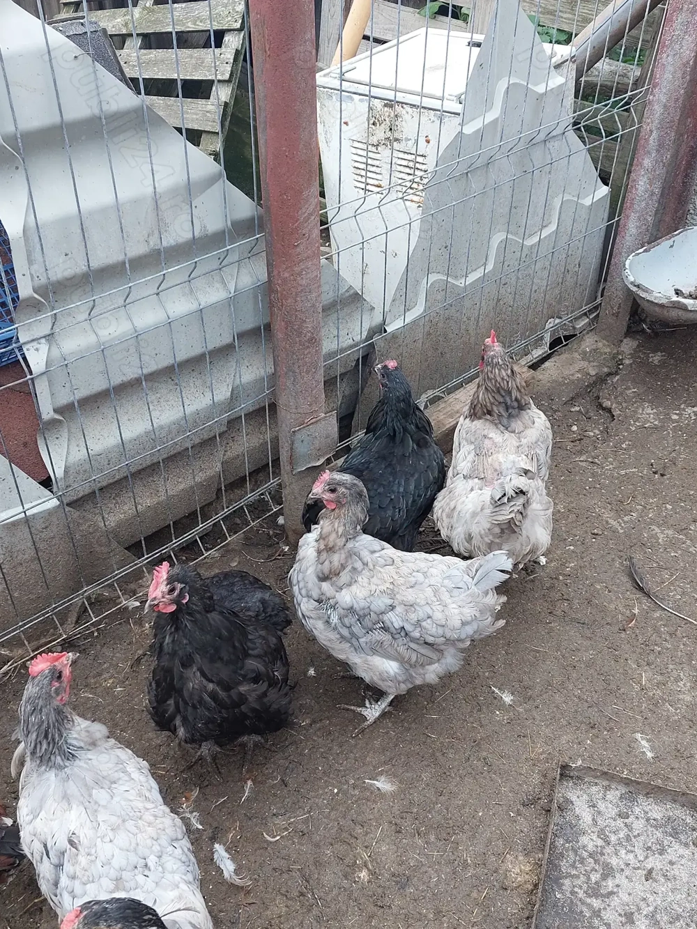 Gaini din rasa australop 