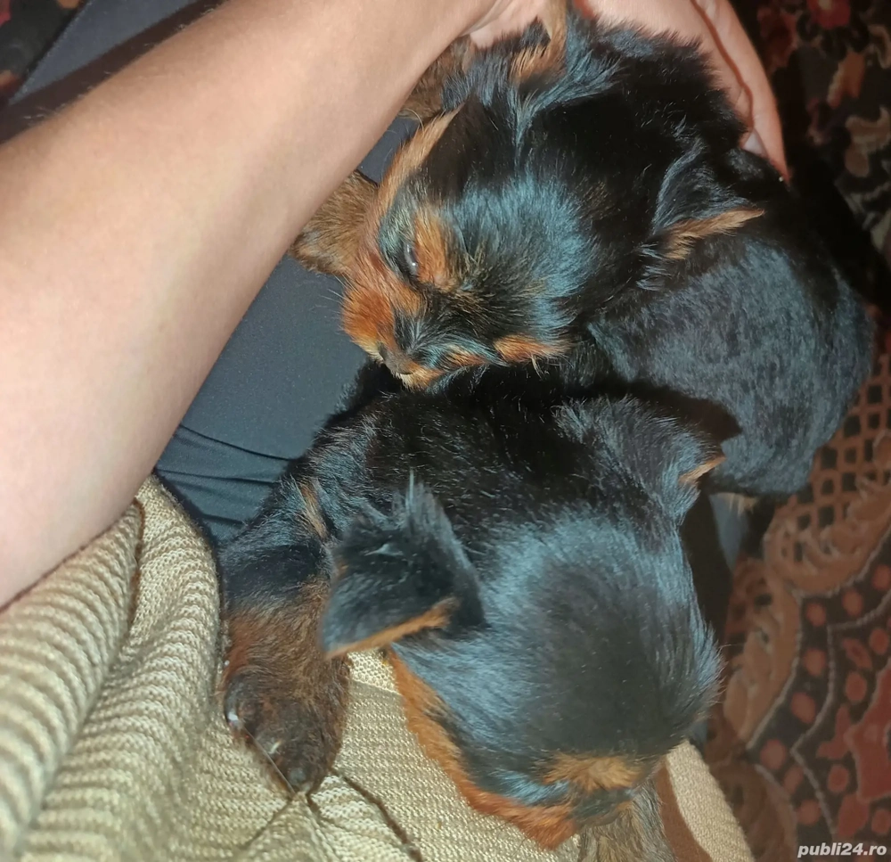 Catei de vanzare  rasa mica 