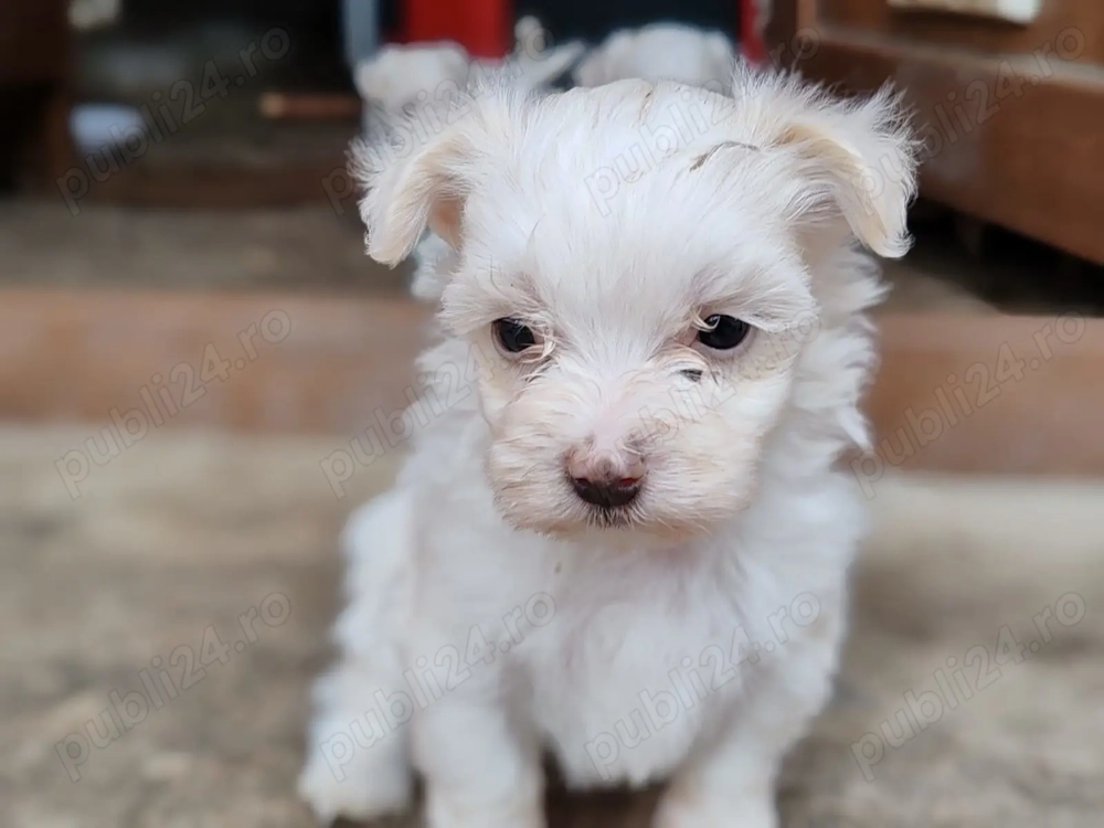 vand pui catel bichon vand pui catel bichon