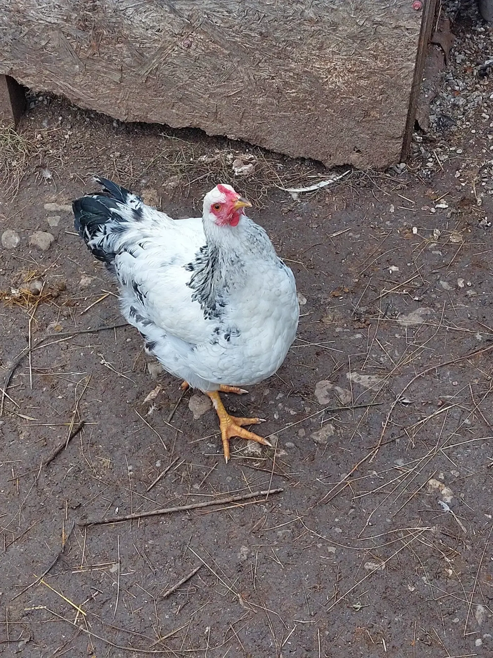 Vând cocoș tânăr Vând cocoș tânăr