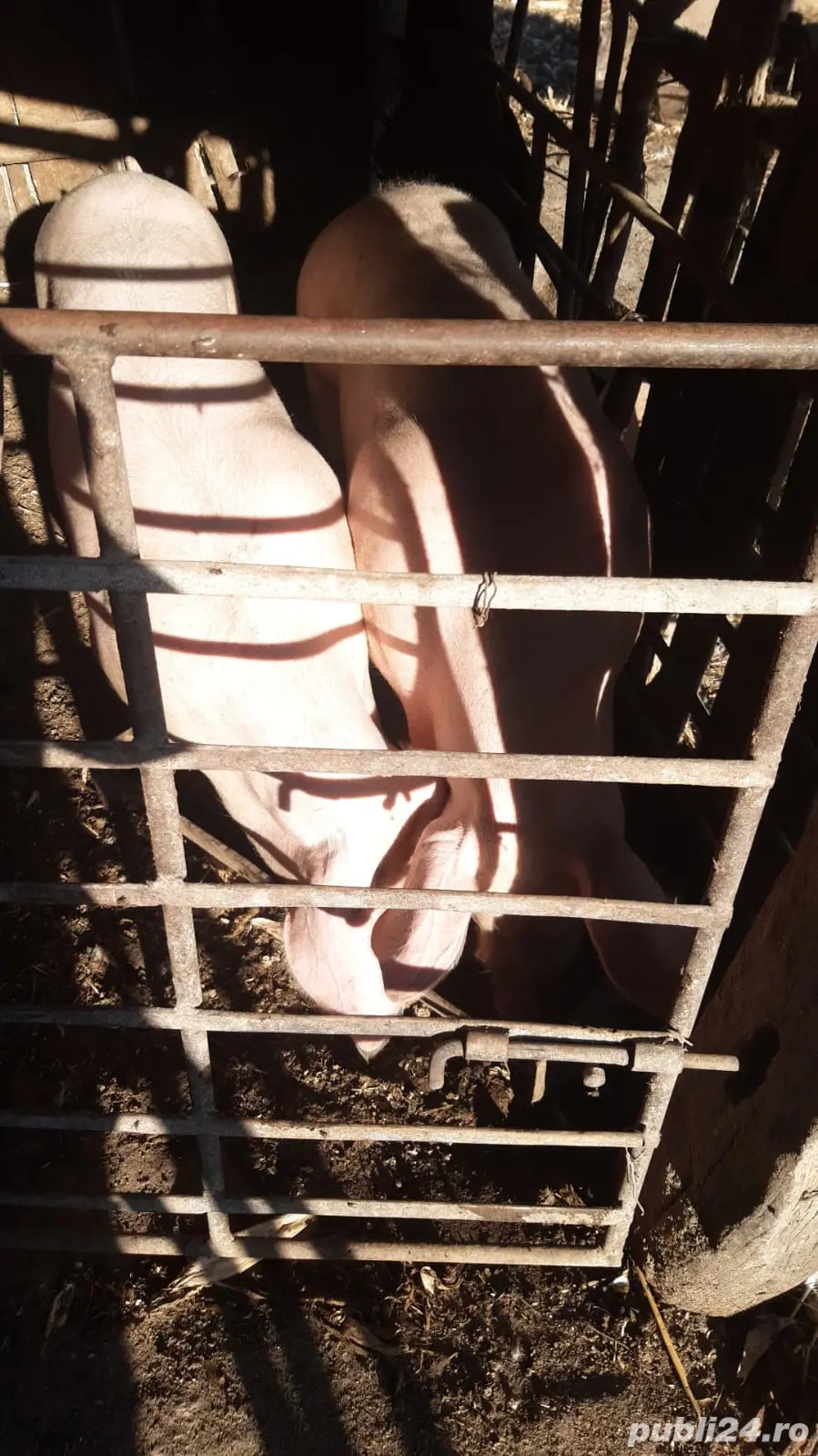 porci pentru Crăciun 