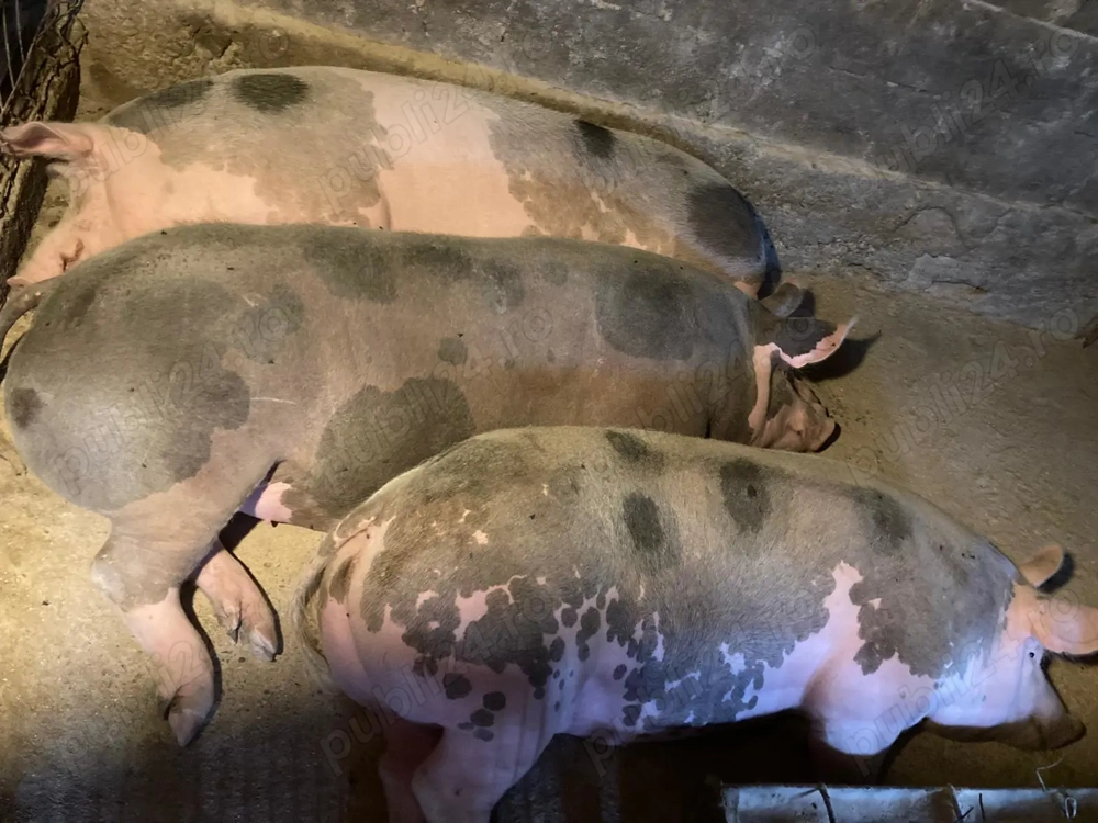 Vând porci rasa petrean  Vând porci rasa petrean