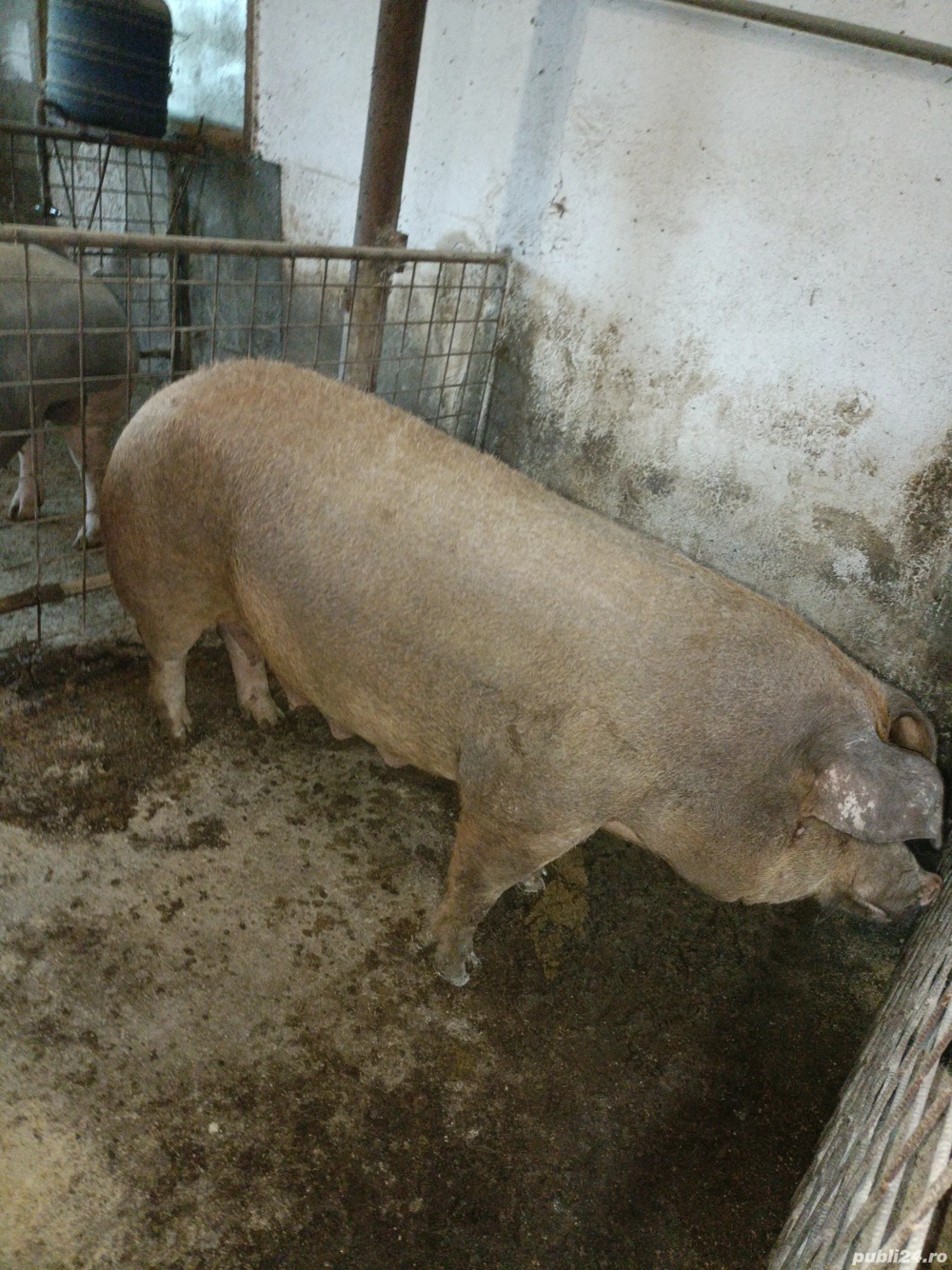 Vand scroafa duroc Vand scroafa duroc