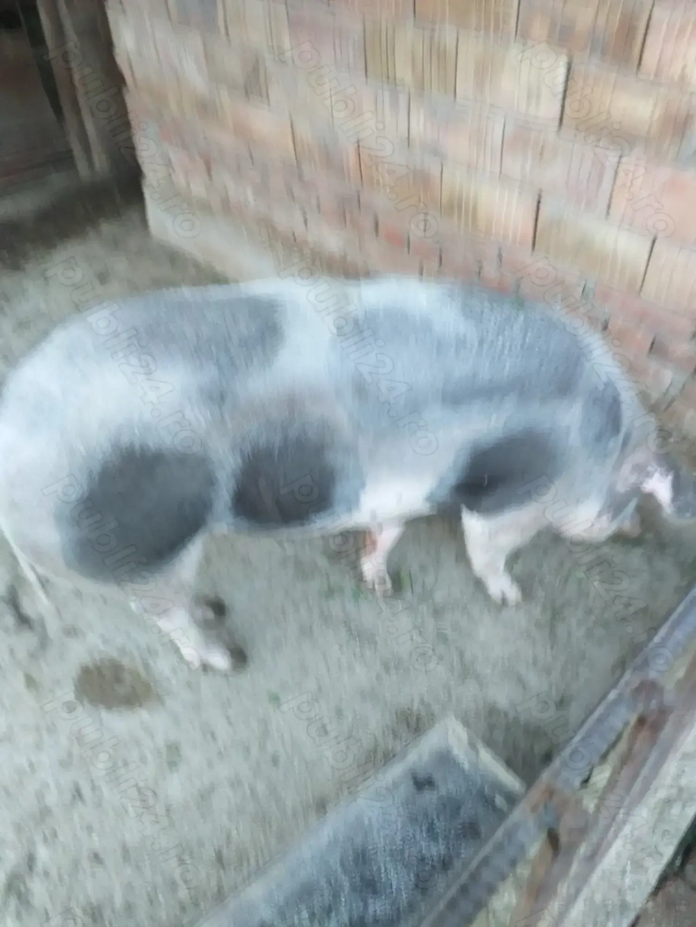 Vand scroafa 12 lei kg