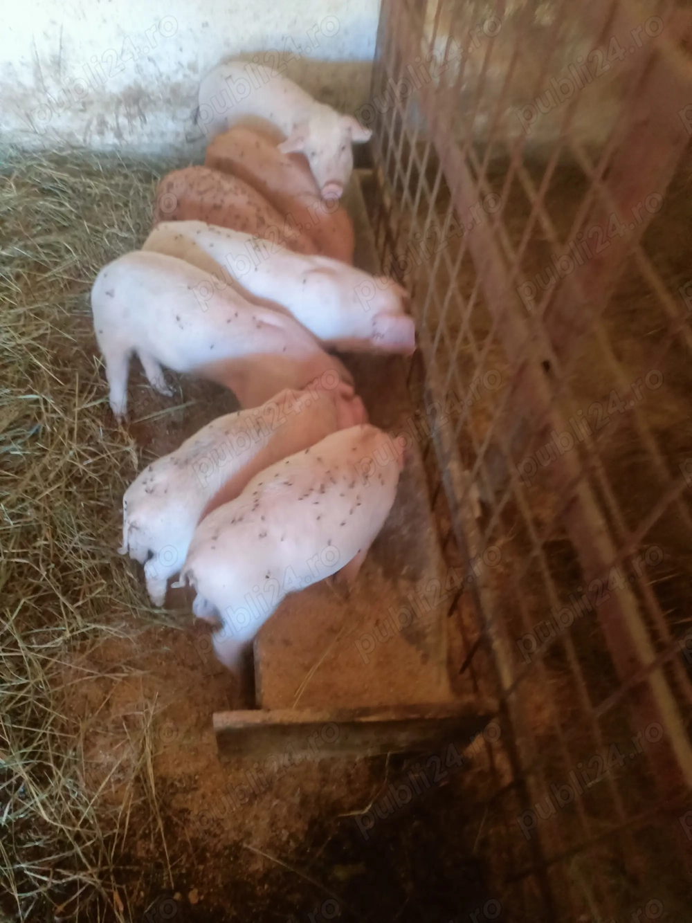 Vând purcei vârstă 8 săptămâni foarte mâncăcioși 