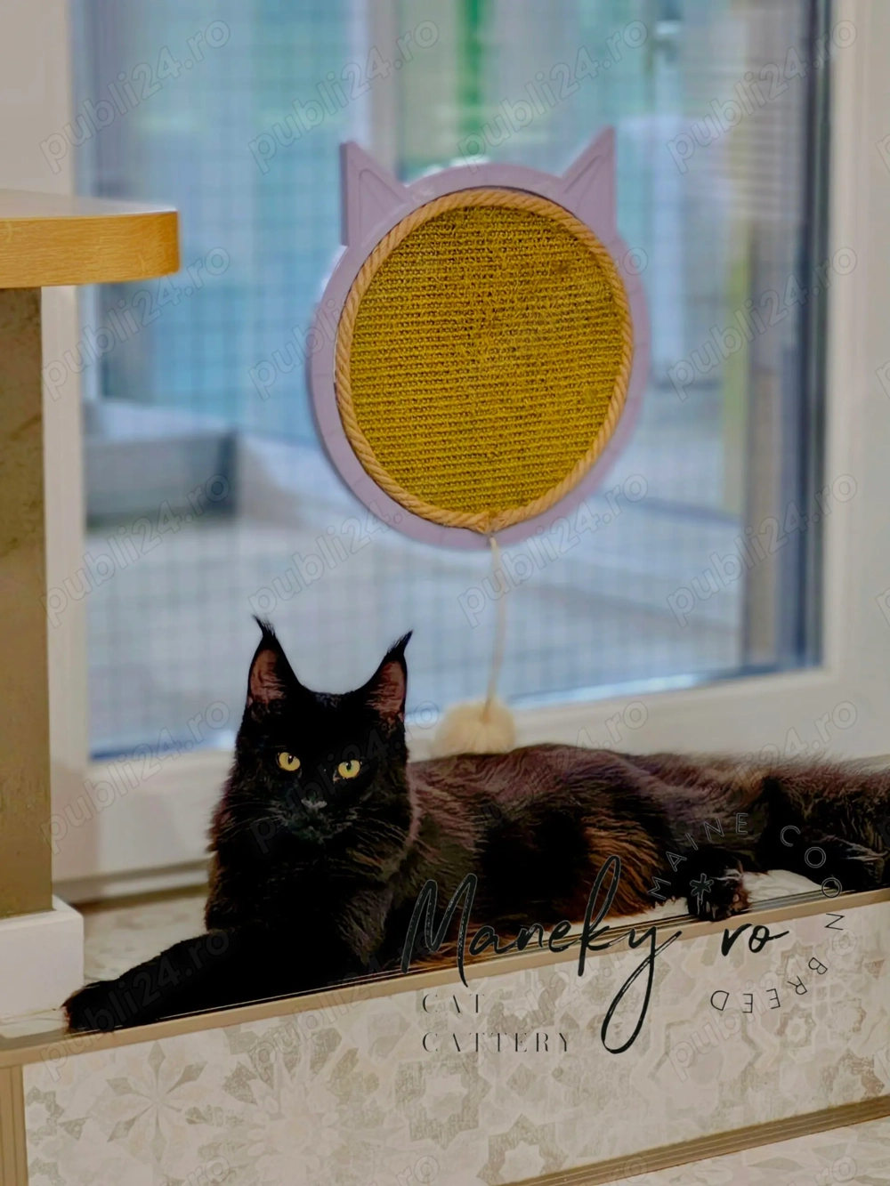 Pui Maine Coon Blue & Negru   Linie Gigant, Campioni, Pedigree FIFe   WCF