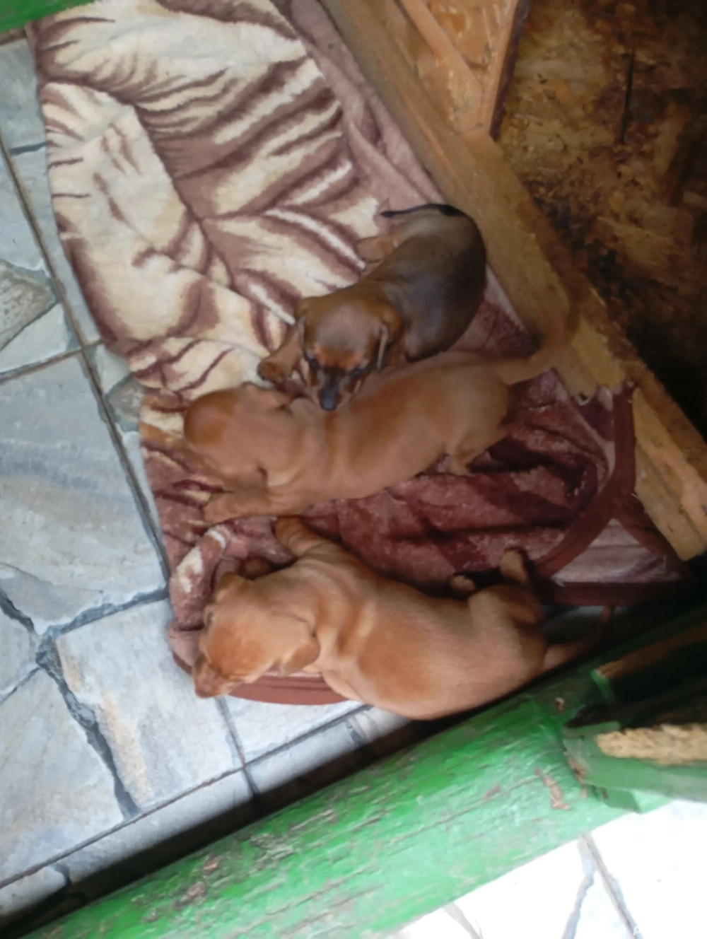 vand cățeluși techel  vand cățeluși techel