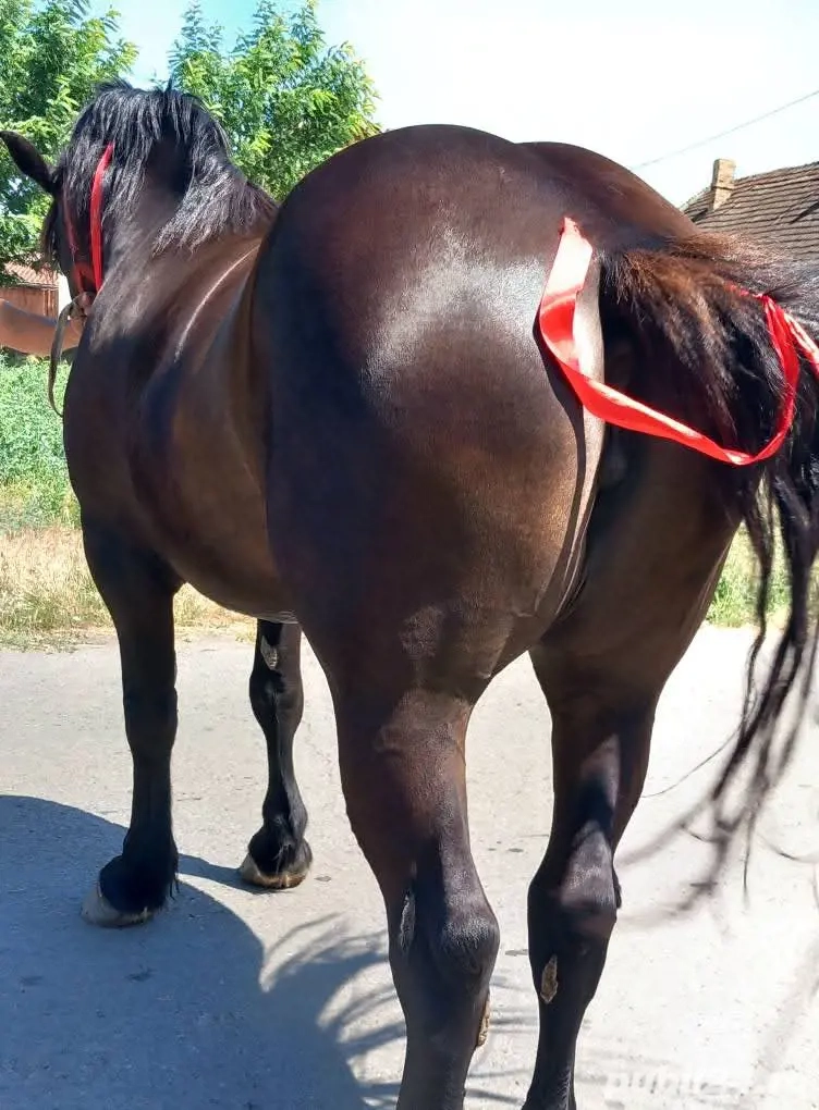 Vind minză de 4 ani Vind minză de 4 ani