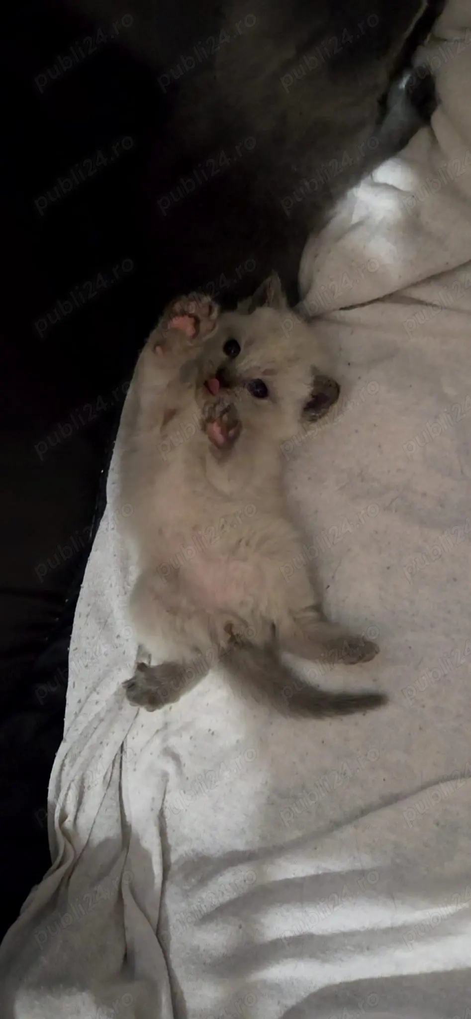 Pui de pisica British Iasi