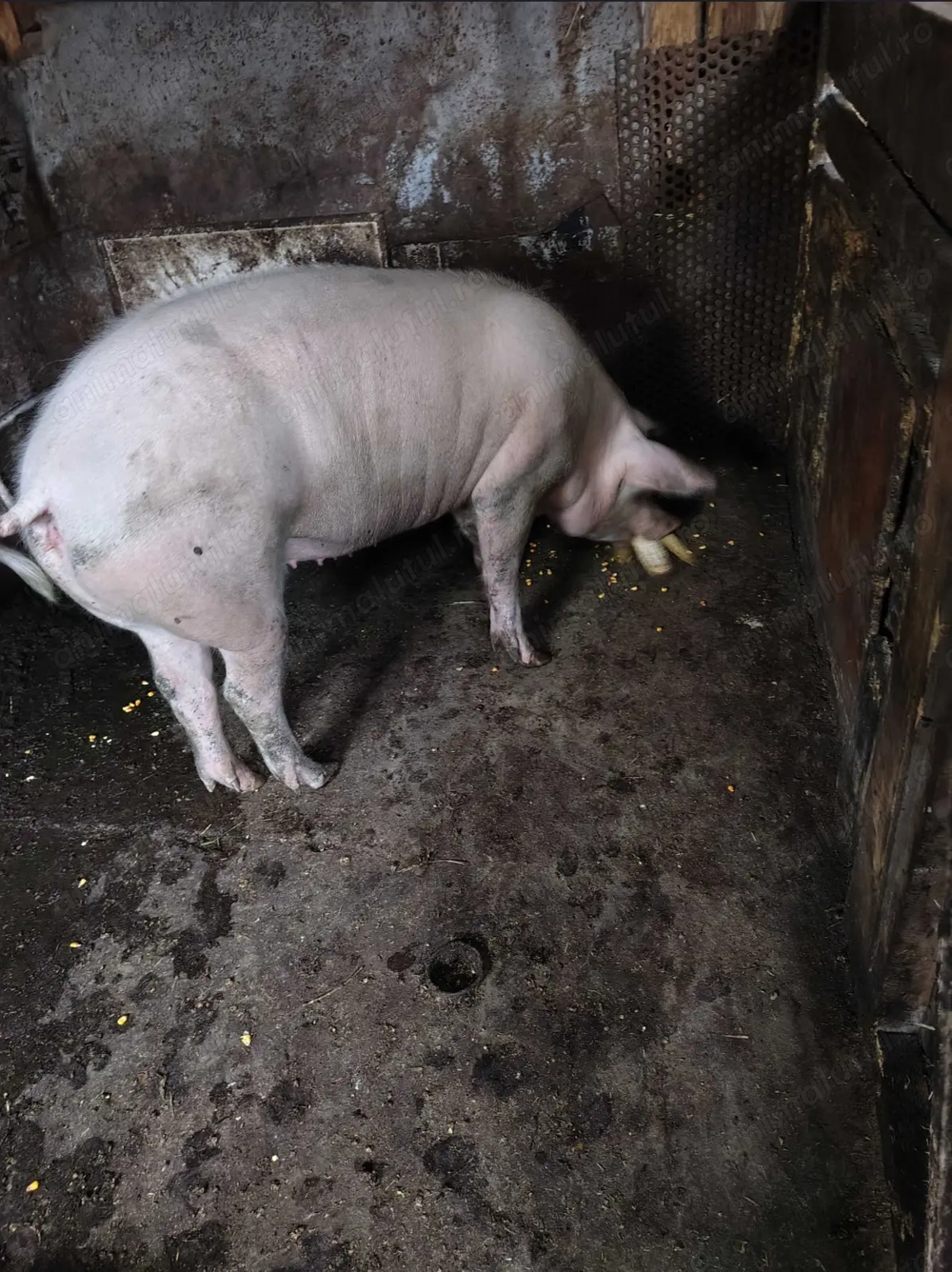Vând 3 porci crescuți natural Vând 3 porci crescuți natural