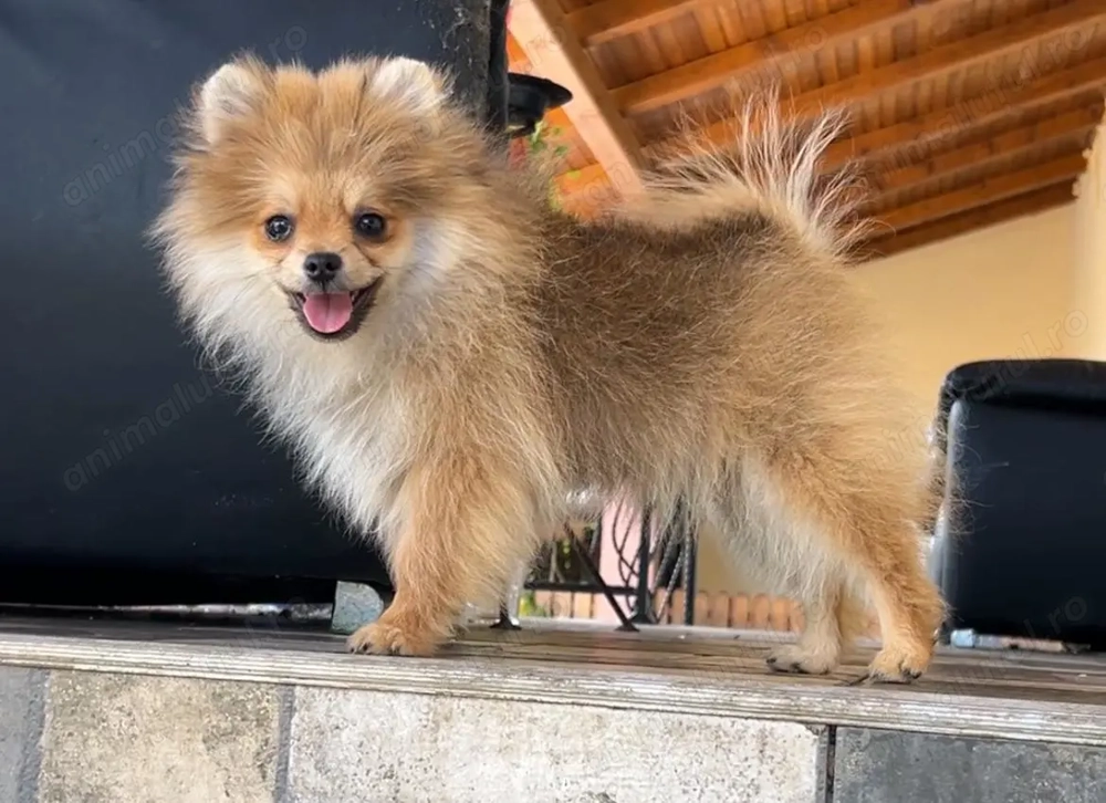 Pomeranian 5 luni cu pedegree  Pomeranian 5 luni cu pedegree