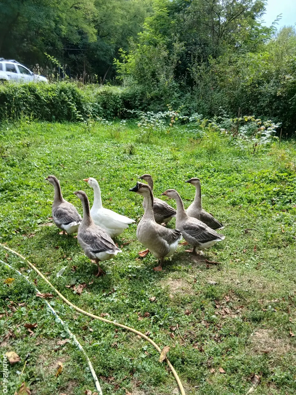 gasca de vanzare. 30 lei kg. gasca de vanzare. 30 lei kg.