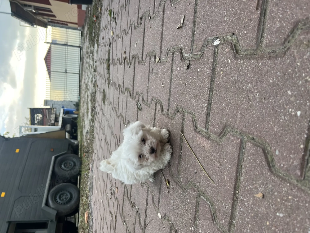 Bichon Maltease alb imaculat Bichon Maltease alb imaculat