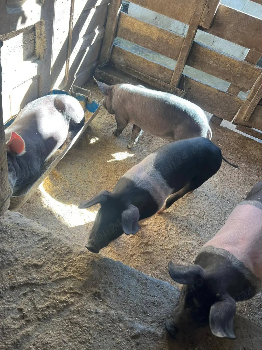 Purcei in Visina Dambovița   