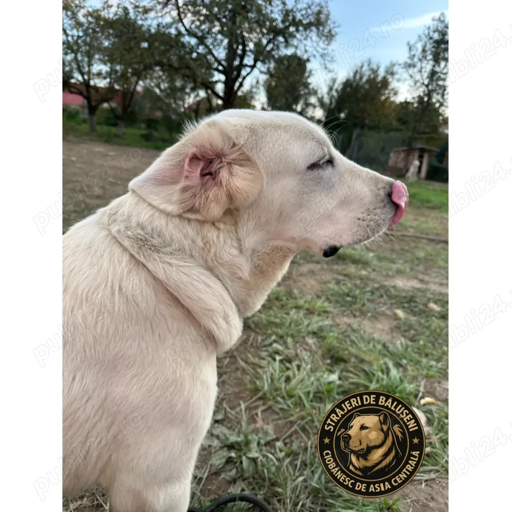 Ciobănesc 