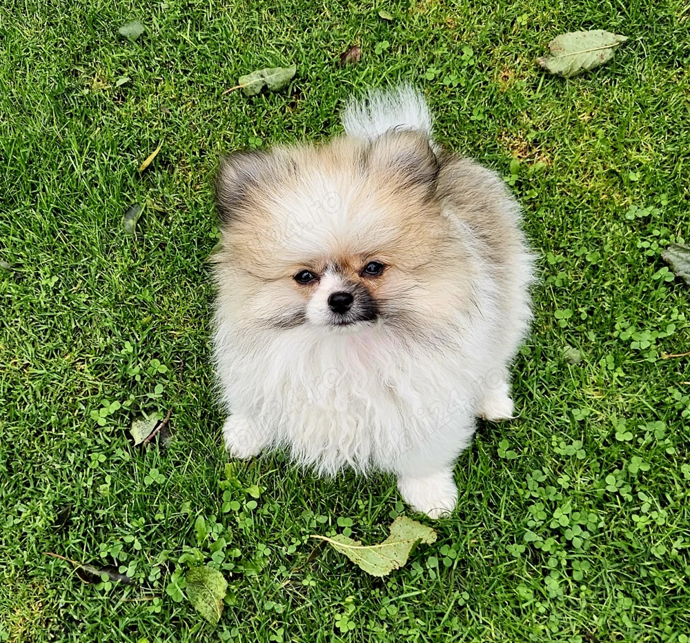 Disponibil pui Pomeranian bicolor - băiețel
