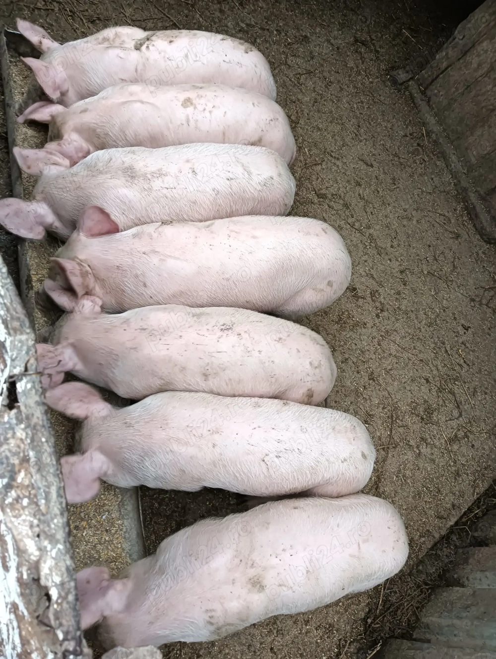 Purcei de vânzare  Purcei de vânzare