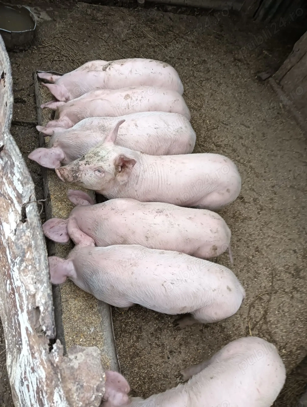 Purcei de vânzare  Purcei de vânzare