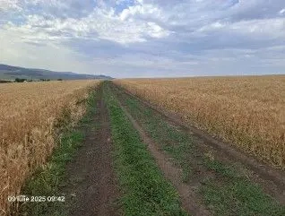 Teren Extravilan Pribesti, ID: R2774827