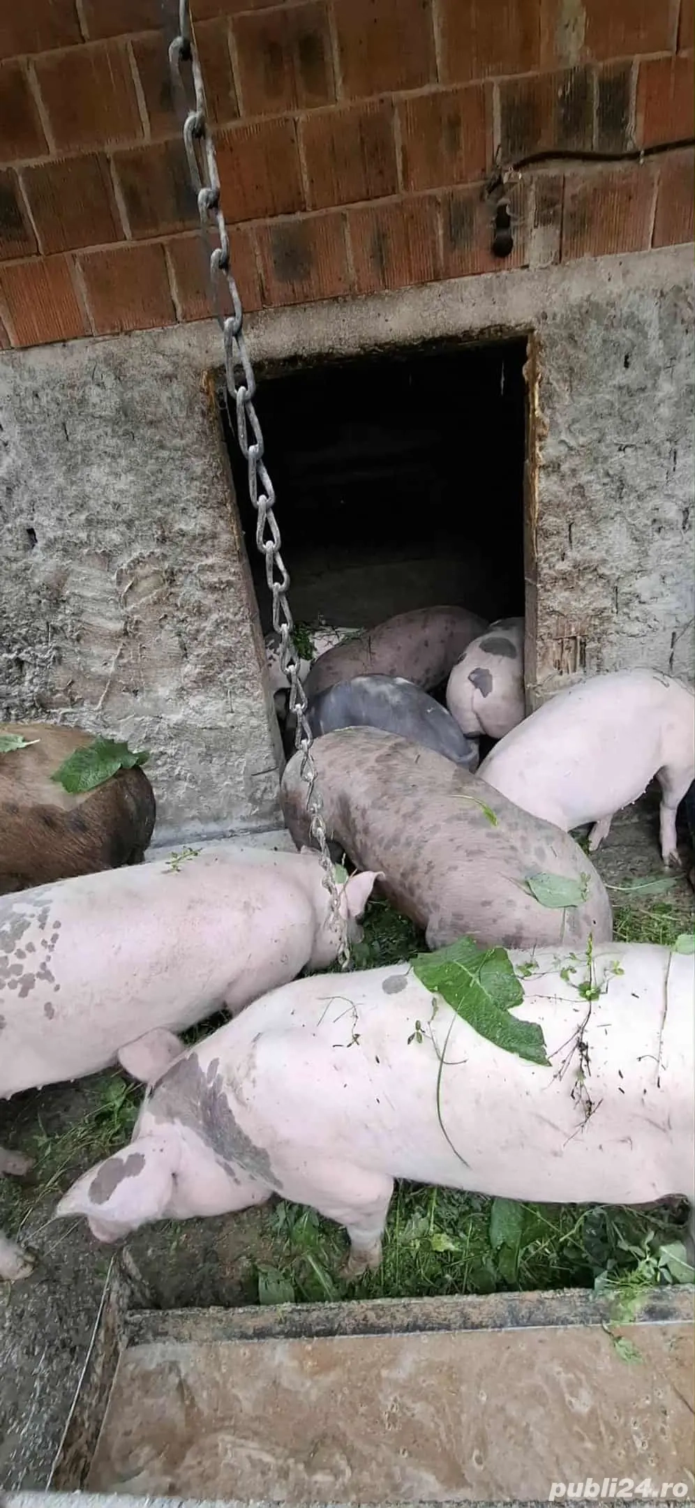 porci de vanzare de sacrificat 