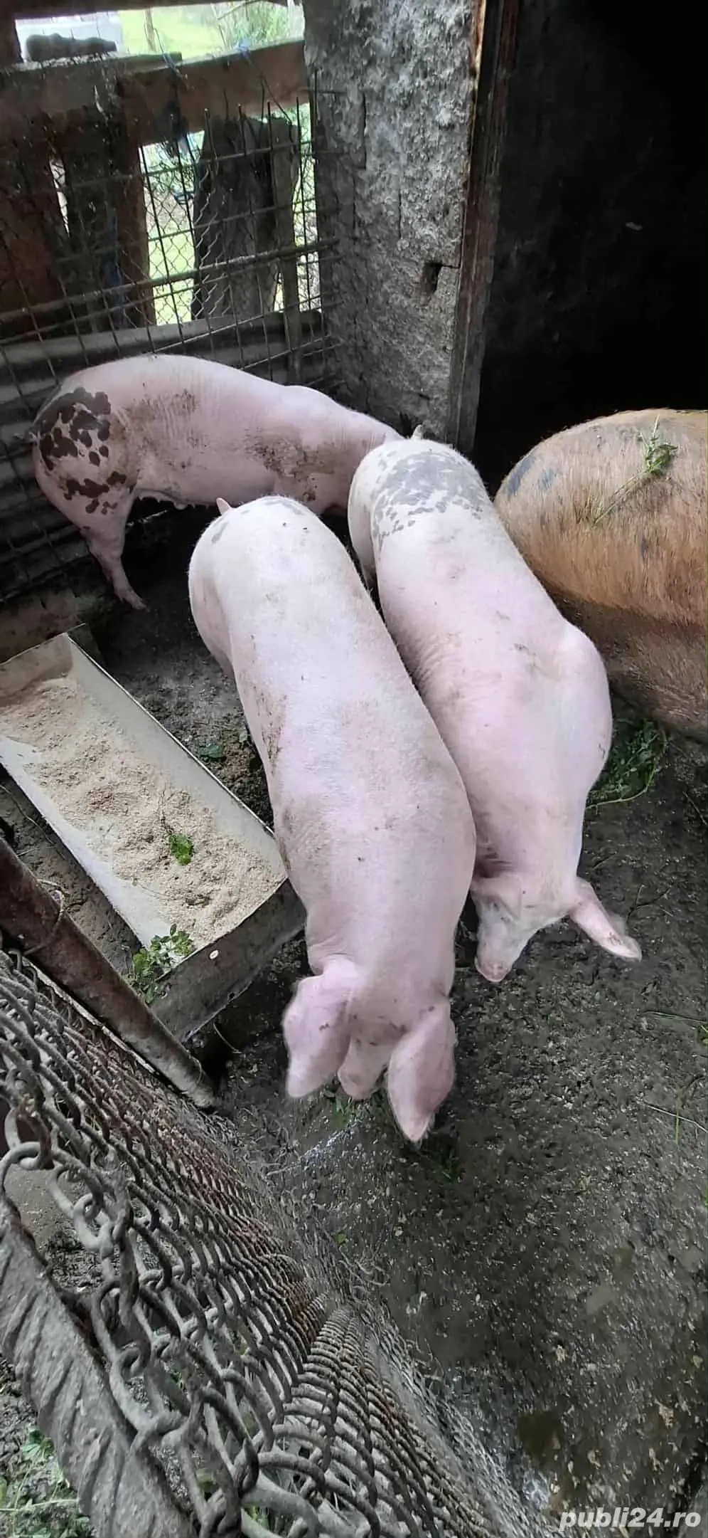 Vând porci bio 100%