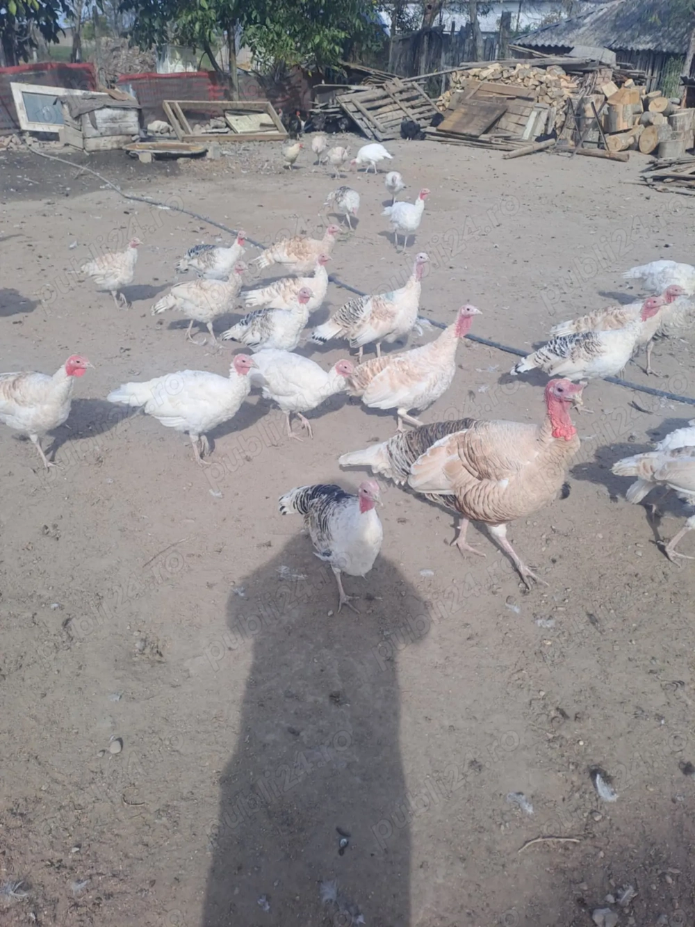 Vând curcani din primavara ! 