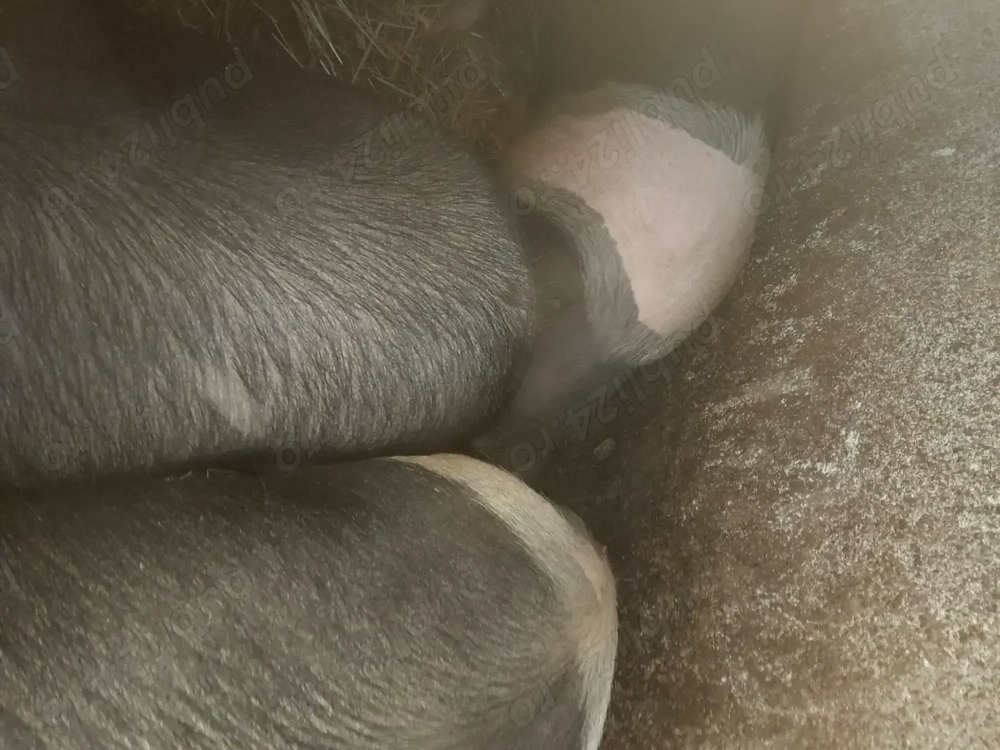 Vand porci gras rasa bazna