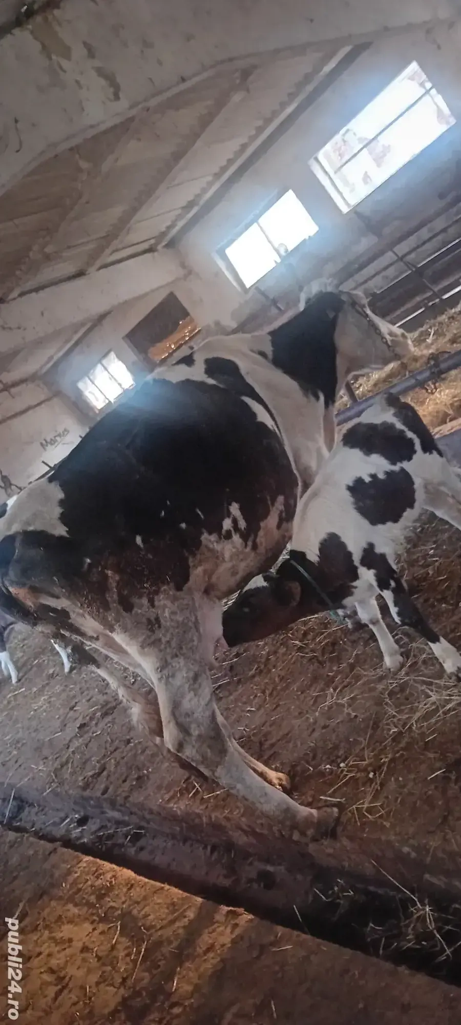 vacă cu vițel  vacă cu vițel