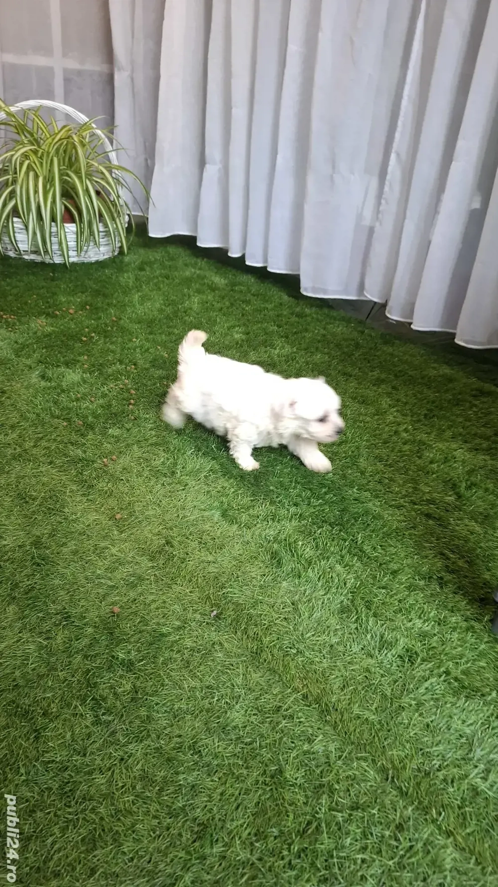 catei  maltezi  catei  maltezi