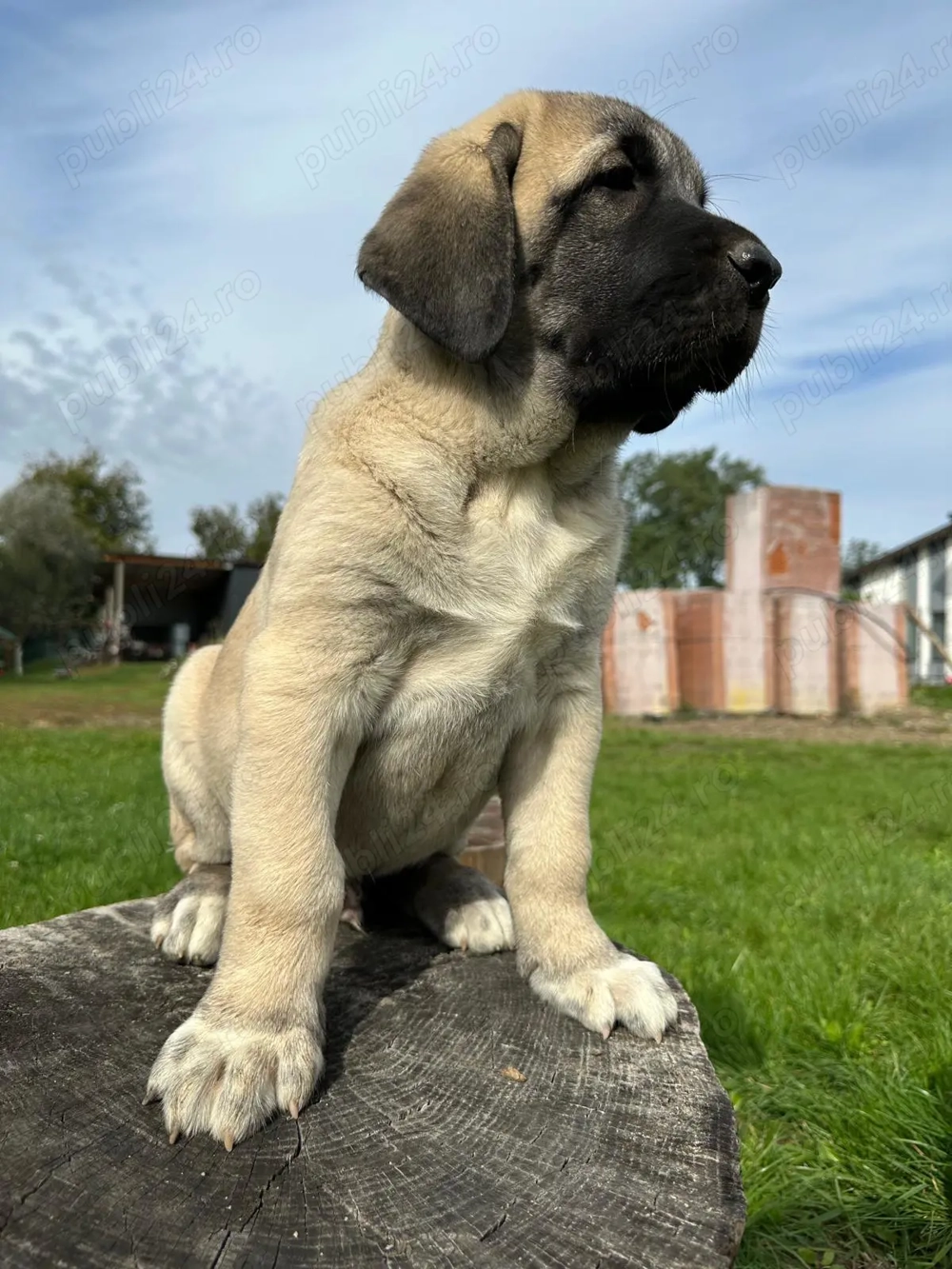 Catei kangal ( malakli)  Catei kangal ( malakli)