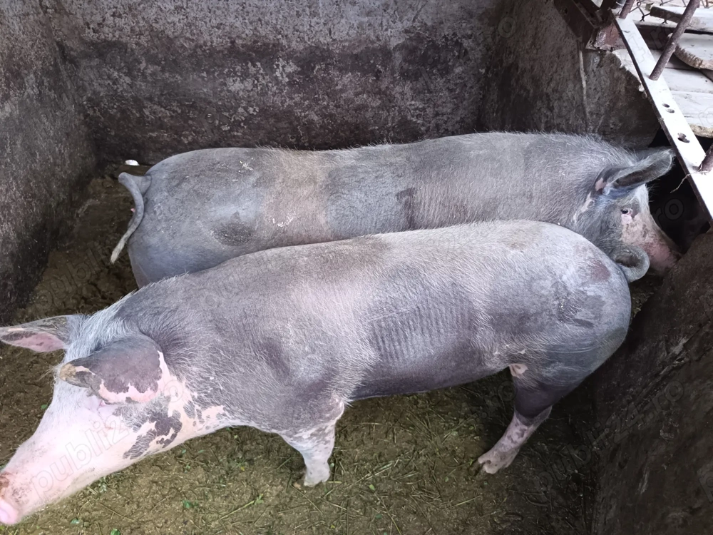 Vand porcii grași, bio cu porumb 18 lei kg detalii la Tel  