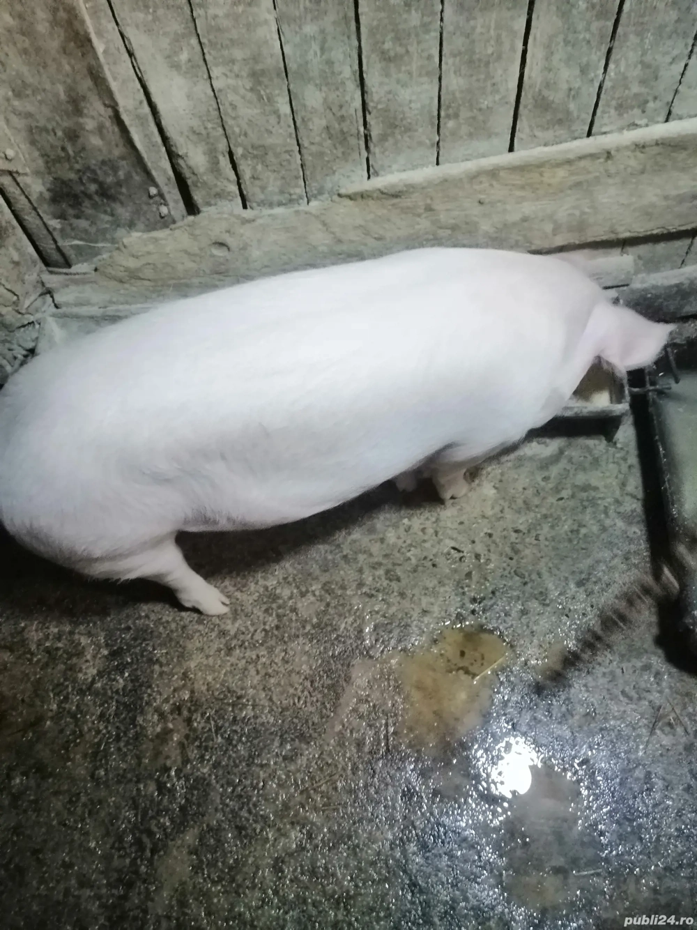 Vând o fetiță de 4 luni jumate de aprox 55 de kg 