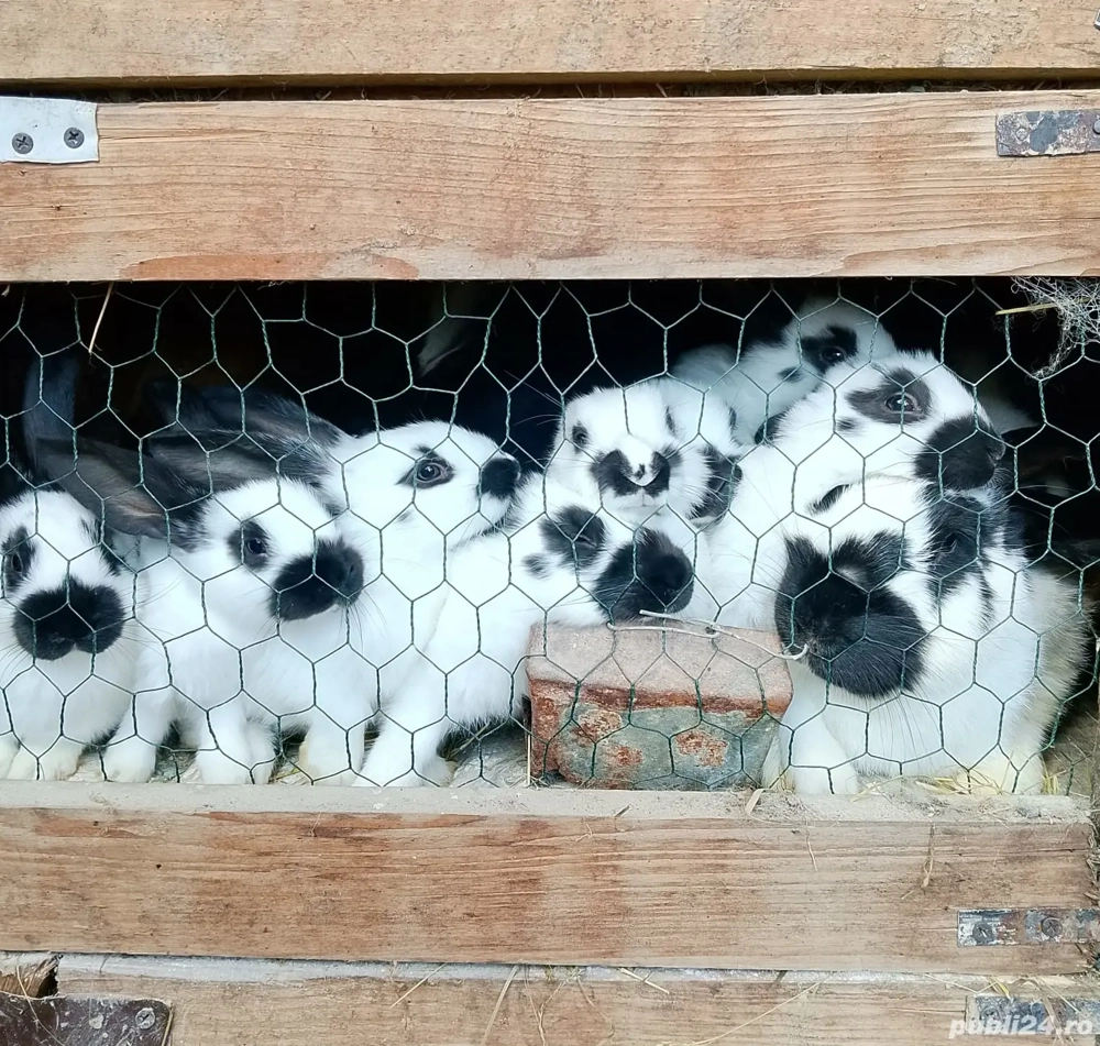 Pui iepre Fluture German Pui iepre Fluture German