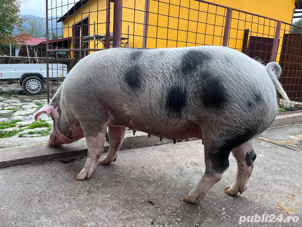 Scroafă pentru sacrificat rasă Pietrain