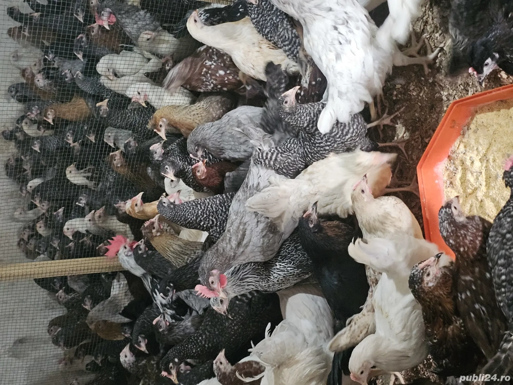 vând puicute de oua  vând puicute de oua