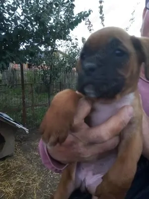 Vand pui BOXER german 