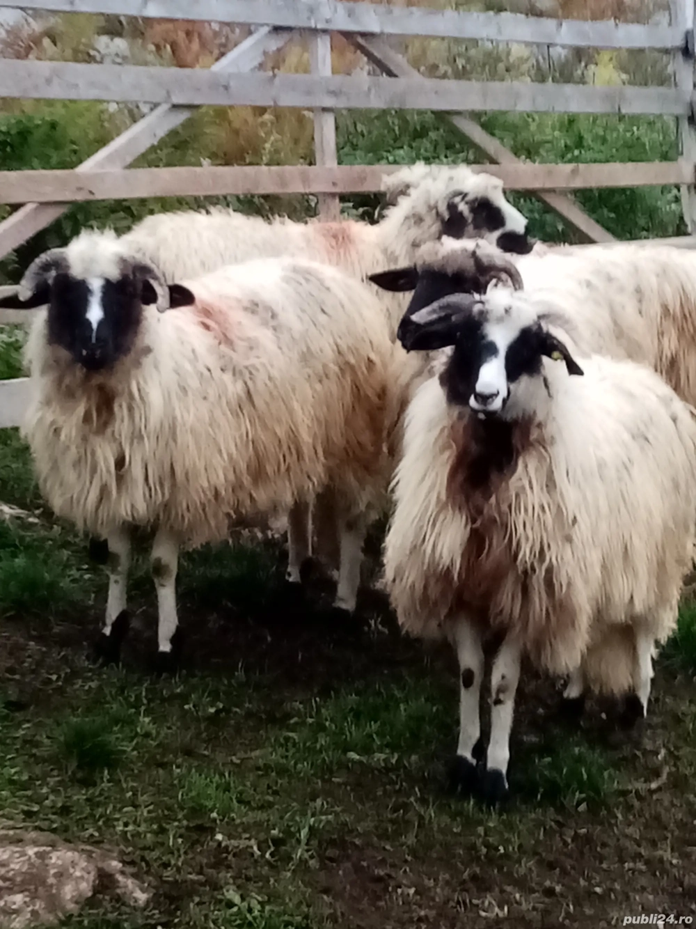 Mele de vizare  Mele de vizare