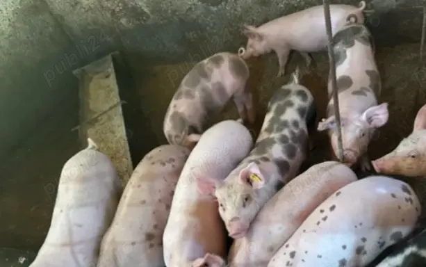 Șoldani disponibili  Șoldani disponibili