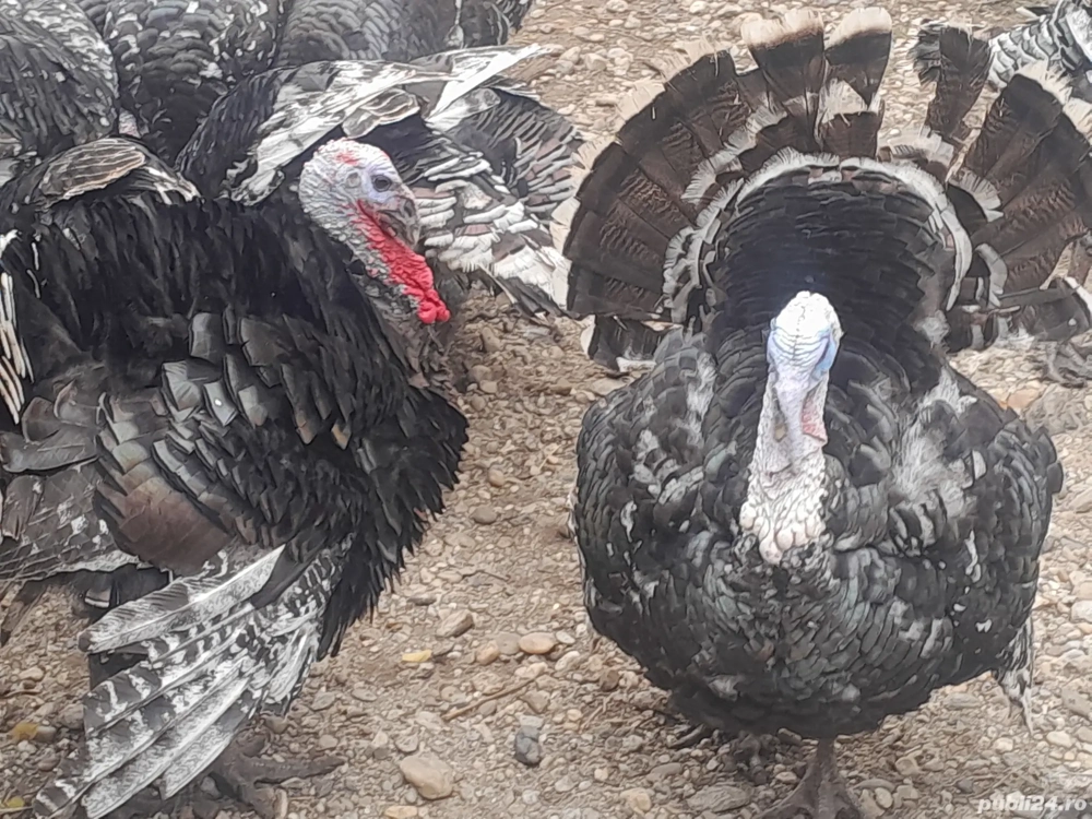 vand curcani si curci vand curcani si curci