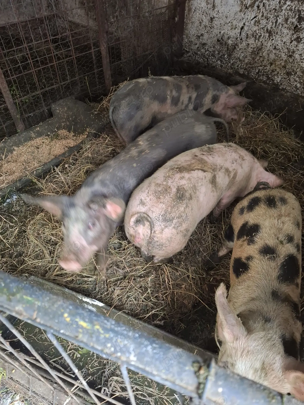 Vând șoldani 45 50kg