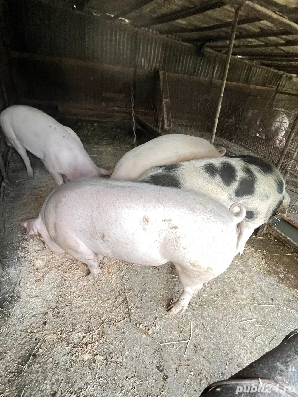 Porci de tăiat (se pot rezerva de craciun) Porci de tăiat (se pot rezerva de craciun)