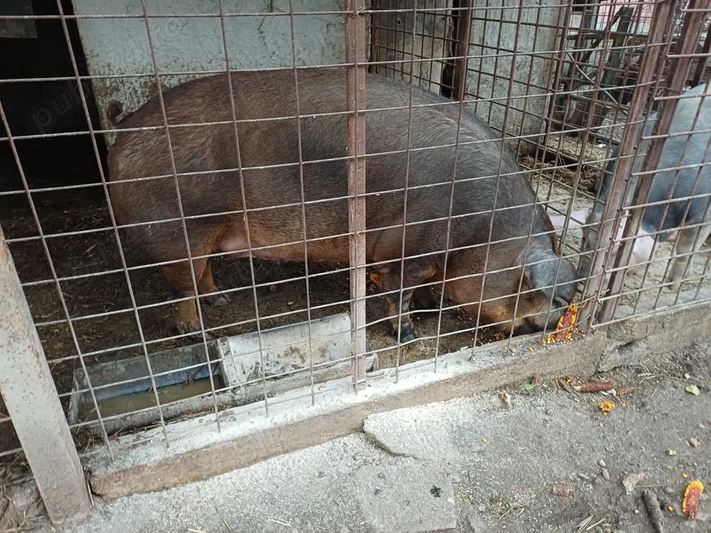 Vând scroafă duroc  340kg